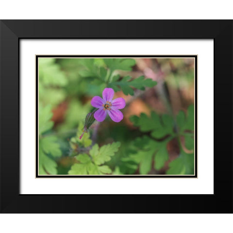 Little Robin Black Modern Wood Framed Art Print with Double Matting by Bonin, Suzanne