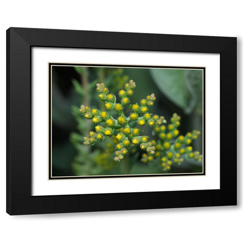 Little Stars Black Modern Wood Framed Art Print with Double Matting by Bonin, Suzanne