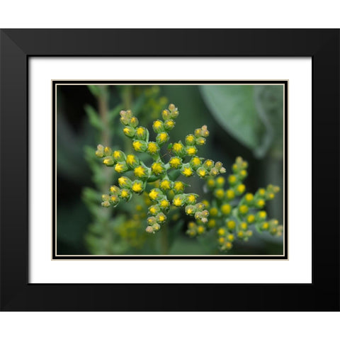 Little Stars Black Modern Wood Framed Art Print with Double Matting by Bonin, Suzanne