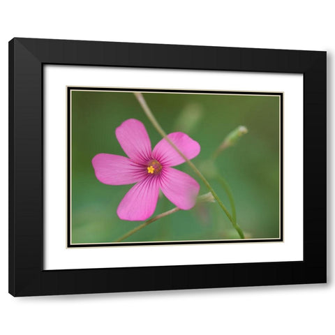 Pink Splash Black Modern Wood Framed Art Print with Double Matting by Bonin, Suzanne