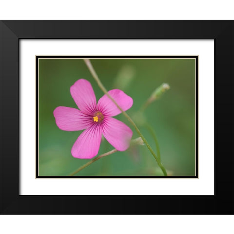 Pink Splash Black Modern Wood Framed Art Print with Double Matting by Bonin, Suzanne