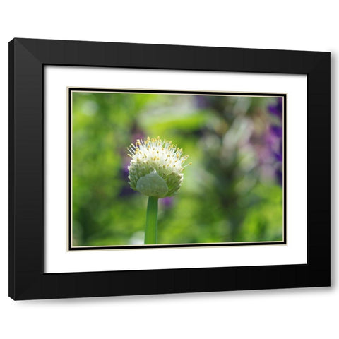 Pretty Onion Black Modern Wood Framed Art Print with Double Matting by Bonin, Suzanne