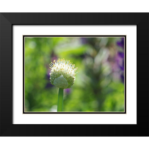 Pretty Onion Black Modern Wood Framed Art Print with Double Matting by Bonin, Suzanne