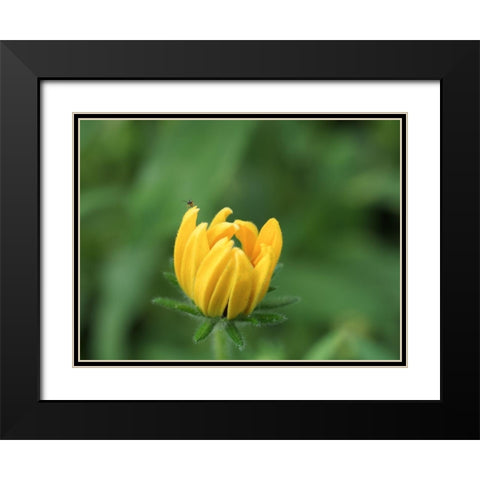 See Me Black Modern Wood Framed Art Print with Double Matting by Bonin, Suzanne