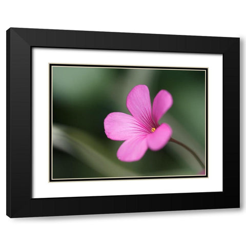 Splash Of Color Black Modern Wood Framed Art Print with Double Matting by Bonin, Suzanne