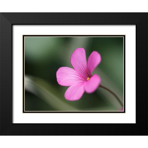 Splash Of Color Black Modern Wood Framed Art Print with Double Matting by Bonin, Suzanne