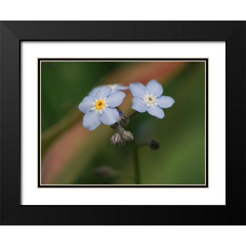 Spring Flower Black Modern Wood Framed Art Print with Double Matting by Bonin, Suzanne
