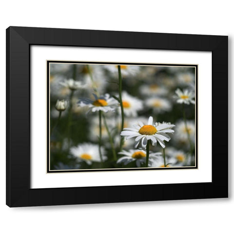 White Daisies Black Modern Wood Framed Art Print with Double Matting by Bonin, Suzanne
