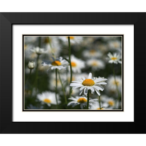 White Daisies Black Modern Wood Framed Art Print with Double Matting by Bonin, Suzanne