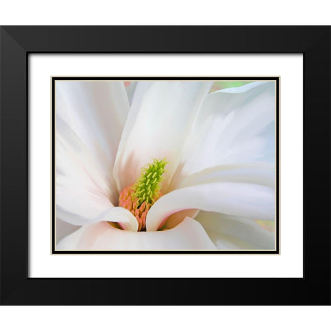 Magnoliaceae Black Modern Wood Framed Art Print with Double Matting by Lavoie, Tina