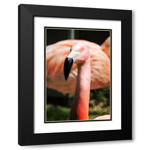 Pink Flamingo II Black Modern Wood Framed Art Print with Double Matting by Lavoie, Tina