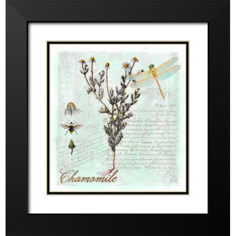 Chamomile Herb Black Modern Wood Framed Art Print with Double Matting by Lavoie, Tina