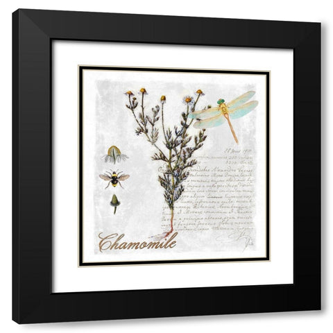 Botanical Garden Chamomile Herb Black Modern Wood Framed Art Print with Double Matting by Lavoie, Tina