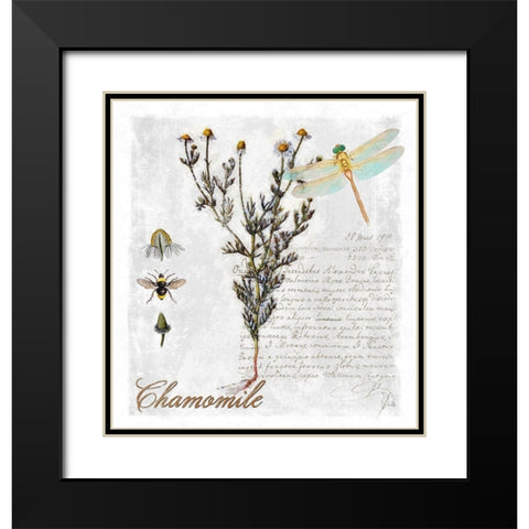 Botanical Garden Chamomile Herb Black Modern Wood Framed Art Print with Double Matting by Lavoie, Tina