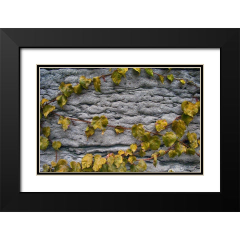 Old Montreal Ancient Wall and Ivy Black Modern Wood Framed Art Print with Double Matting by Lavoie, Tina