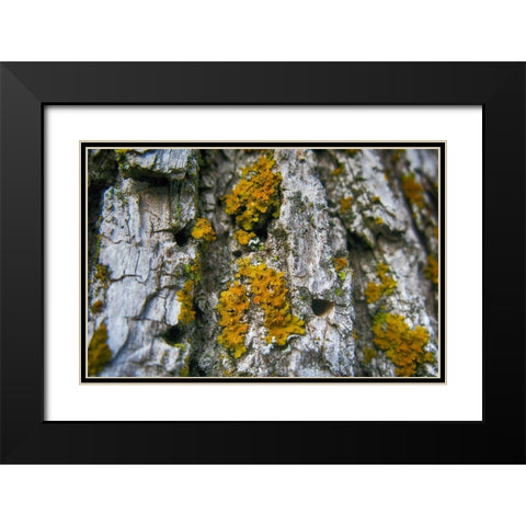 Ash Tree and Lichen Black Modern Wood Framed Art Print with Double Matting by Lavoie, Tina