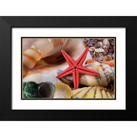 Seashells Black Modern Wood Framed Art Print with Double Matting by Lavoie, Tina