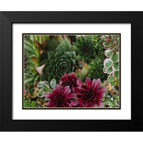 Succulent Garden Black Modern Wood Framed Art Print with Double Matting by Lavoie, Tina