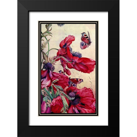 Poppy Nature Study 1917 Black Modern Wood Framed Art Print with Double Matting by Lavoie, Tina
