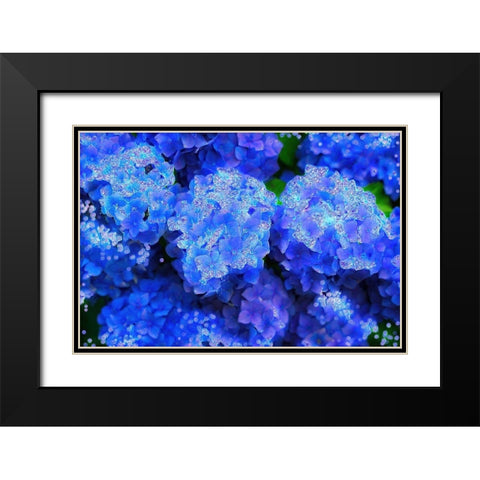 Crystal Blue Hydrangeas Black Modern Wood Framed Art Print with Double Matting by Lavoie, Tina