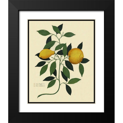 Italian Botanical Lemon Illustration 1650 Black Modern Wood Framed Art Print with Double Matting by Lavoie, Tina