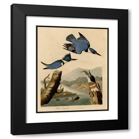 Belted Kingfisher Black Modern Wood Framed Art Print with Double Matting by Vintage Apple Collection