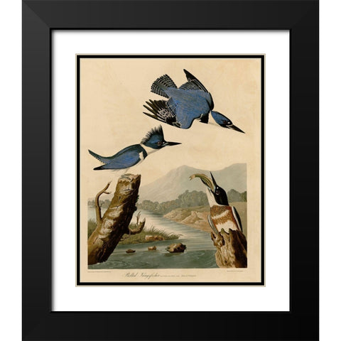 Belted Kingfisher Black Modern Wood Framed Art Print with Double Matting by Vintage Apple Collection