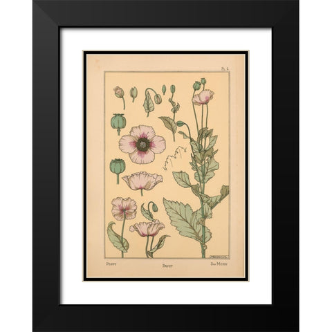 Plate 04 - Poppy Black Modern Wood Framed Art Print with Double Matting by Vintage Apple Collection