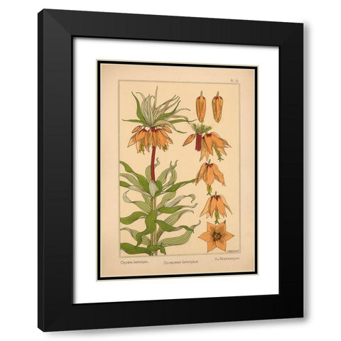 Plate 16 - Crown Imperial Black Modern Wood Framed Art Print with Double Matting by Vintage Apple Collection