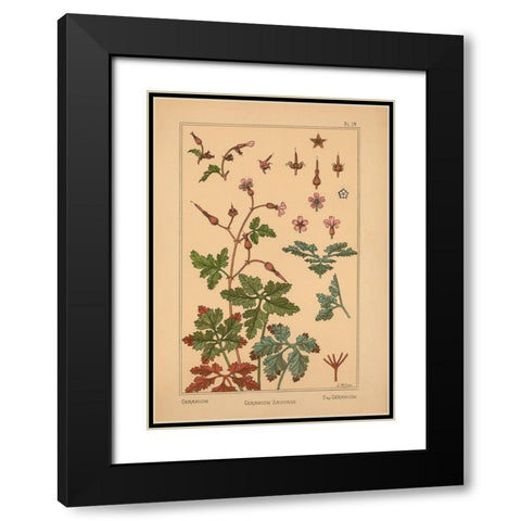 Plate 19 - Geranium Black Modern Wood Framed Art Print with Double Matting by Vintage Apple Collection