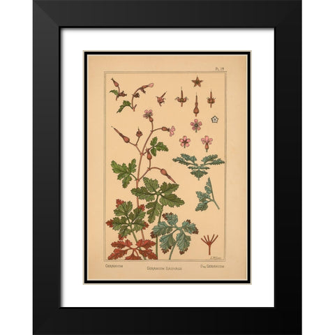 Plate 19 - Geranium Black Modern Wood Framed Art Print with Double Matting by Vintage Apple Collection