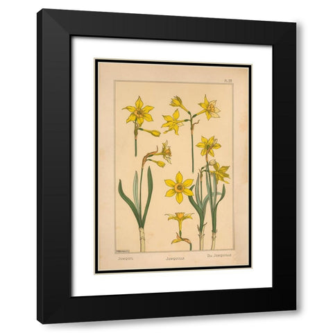Plate 28 - Jonquil Black Modern Wood Framed Art Print with Double Matting by Vintage Apple Collection