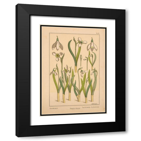 Plate 31 - Snowdrop Black Modern Wood Framed Art Print with Double Matting by Vintage Apple Collection