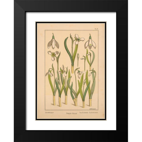 Plate 31 - Snowdrop Black Modern Wood Framed Art Print with Double Matting by Vintage Apple Collection