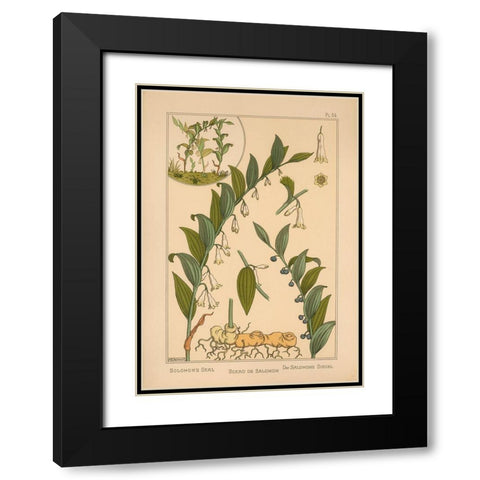 Plate 34 - Solomons Seal Black Modern Wood Framed Art Print with Double Matting by Vintage Apple Collection