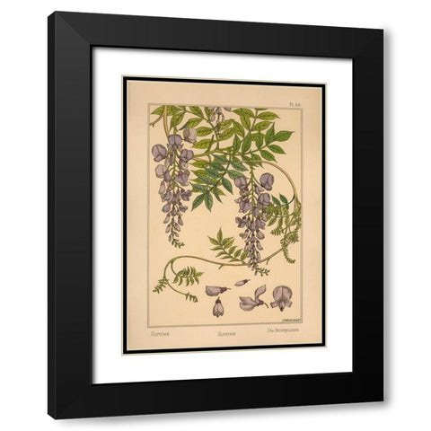 Plate 46 - Glycine Black Modern Wood Framed Art Print with Double Matting by Vintage Apple Collection