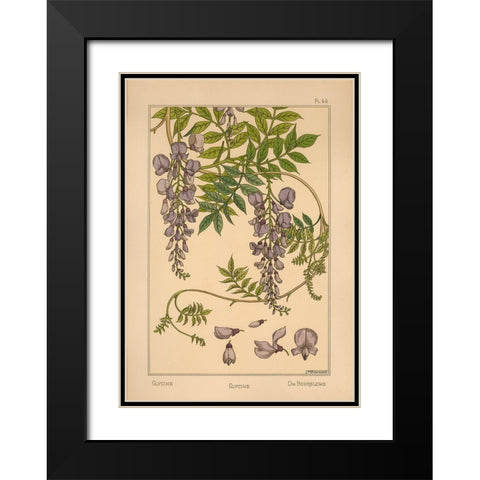 Plate 46 - Glycine Black Modern Wood Framed Art Print with Double Matting by Vintage Apple Collection