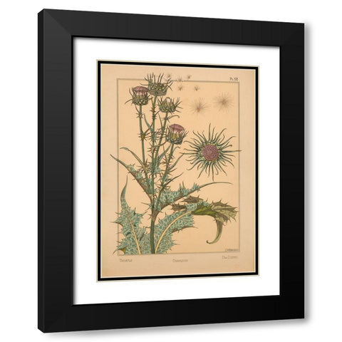 Plate 58 - Thistle Black Modern Wood Framed Art Print with Double Matting by Vintage Apple Collection
