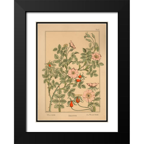 Plate 67 - Wild Rose Black Modern Wood Framed Art Print with Double Matting by Vintage Apple Collection