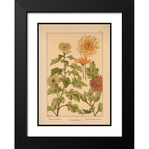 Plate 70 - Chrysanthemum Black Modern Wood Framed Art Print with Double Matting by Vintage Apple Collection