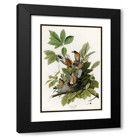 American Robin Black Modern Wood Framed Art Print with Double Matting by Vintage Apple Collection