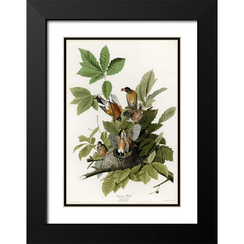 American Robin Black Modern Wood Framed Art Print with Double Matting by Vintage Apple Collection