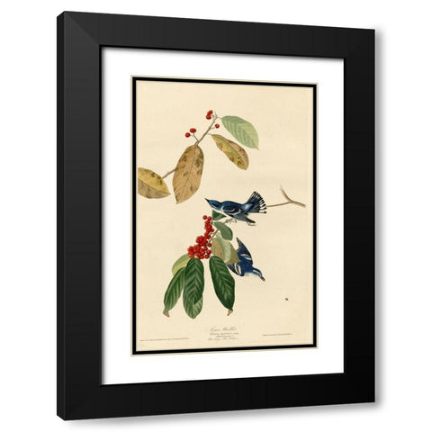 Azure Warbler Black Modern Wood Framed Art Print with Double Matting by Vintage Apple Collection