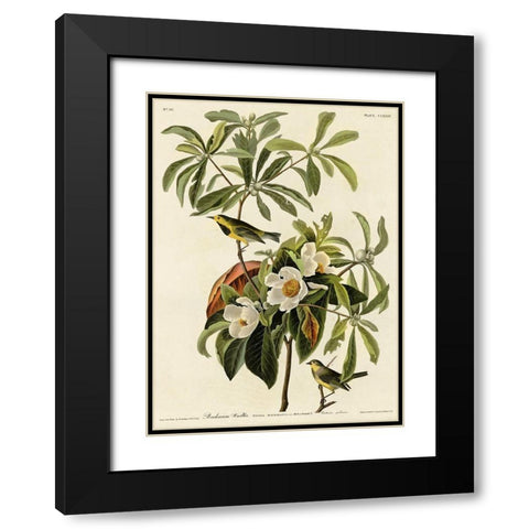 Bachmans Warbler Black Modern Wood Framed Art Print with Double Matting by Vintage Apple Collection