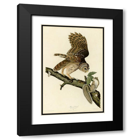 Barred Owl Black Modern Wood Framed Art Print with Double Matting by Vintage Apple Collection