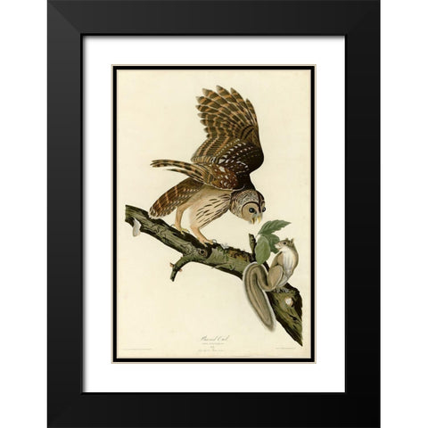 Barred Owl Black Modern Wood Framed Art Print with Double Matting by Vintage Apple Collection