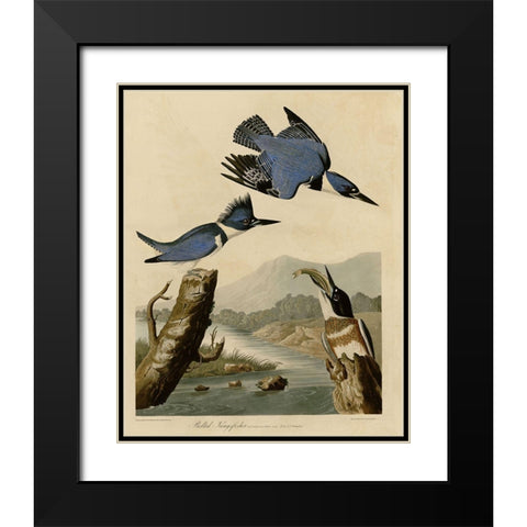 Belted Kingfisher Black Modern Wood Framed Art Print with Double Matting by Vintage Apple Collection