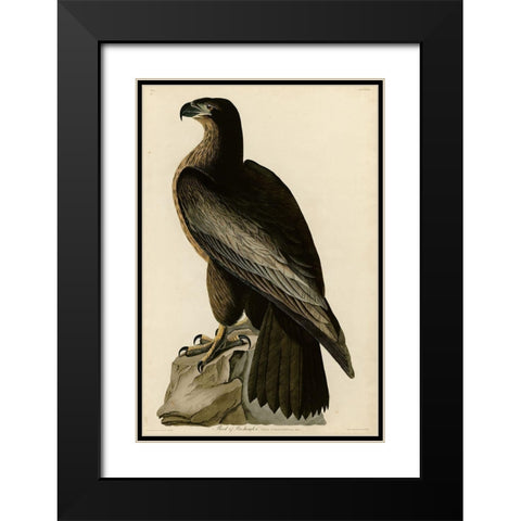 Birdofwashington Black Modern Wood Framed Art Print with Double Matting by Vintage Apple Collection