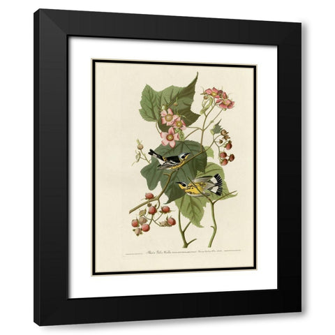 Black And Yellow Warblers Black Modern Wood Framed Art Print with Double Matting by Vintage Apple Collection