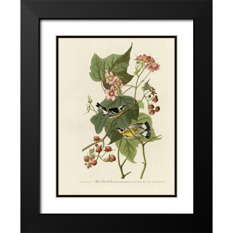 Black And Yellow Warblers Black Modern Wood Framed Art Print with Double Matting by Vintage Apple Collection